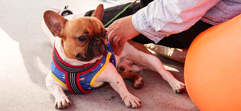 Одежда для французских бульдогов