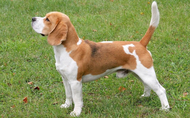Бигль - порода собак Бигль - порода собак