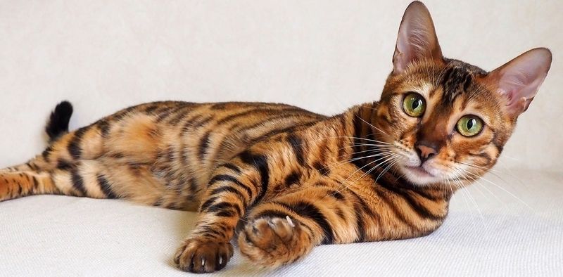 Бенгальская порода кошек Бенгальская порода кошек