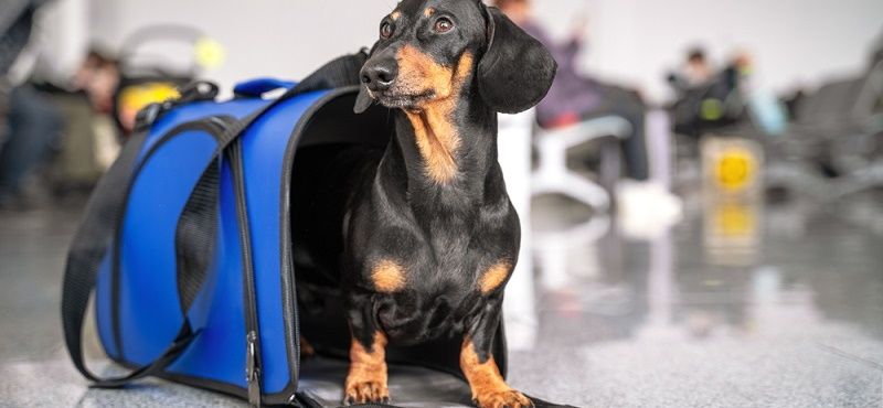 Путешествуем вместе с питомцами: правила перевозки животных в самолете и поезде