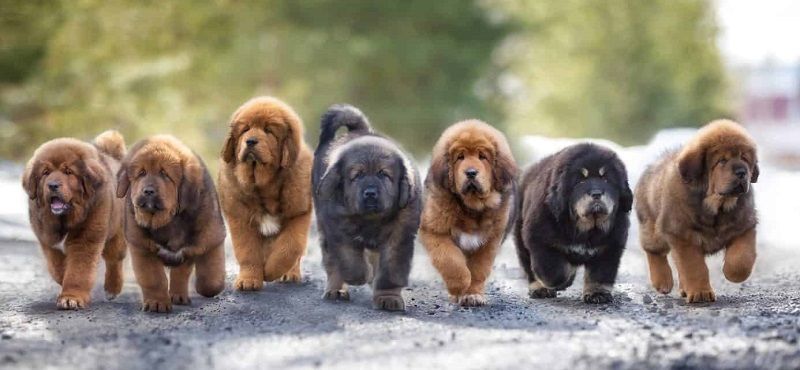 Тибетский мастиф - порода собак