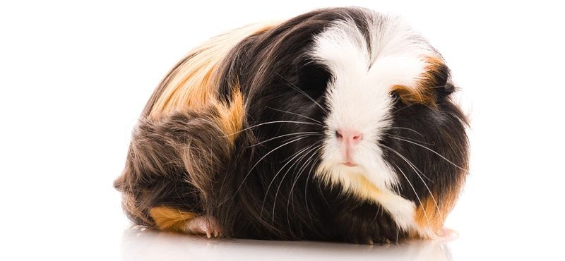 Особенности содержания морских свинок