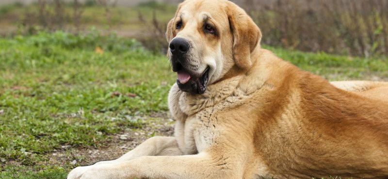 Испанский мастиф – порода собак