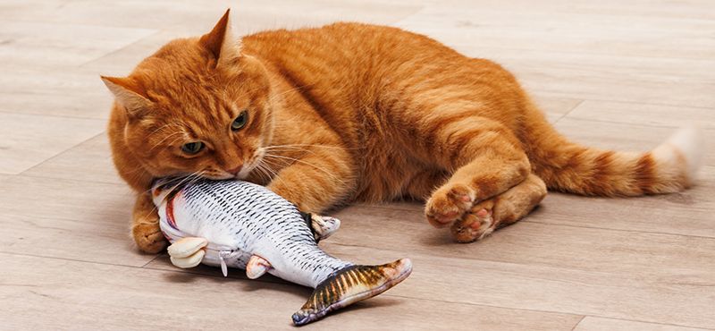 Выбираем игрушку для питомца в поездку или на дачу