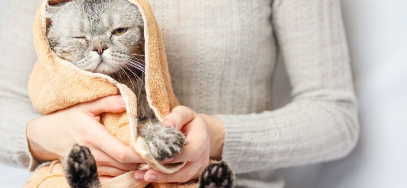 Как помыть кота в домашних условиях