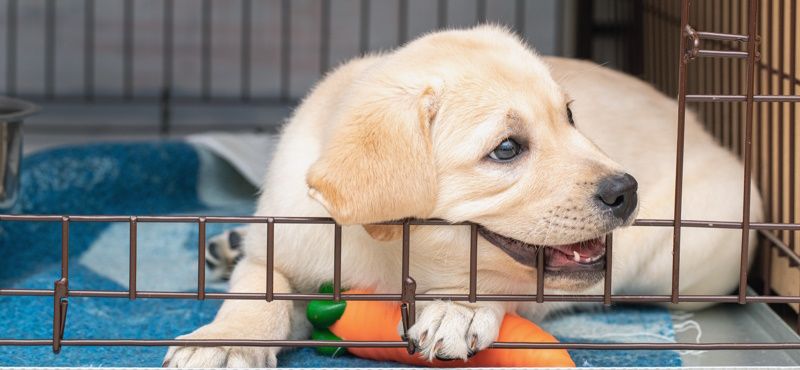 Помогаем собаке приучиться к клетке