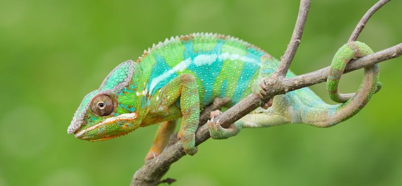 Первая рептилия: какую выбрать