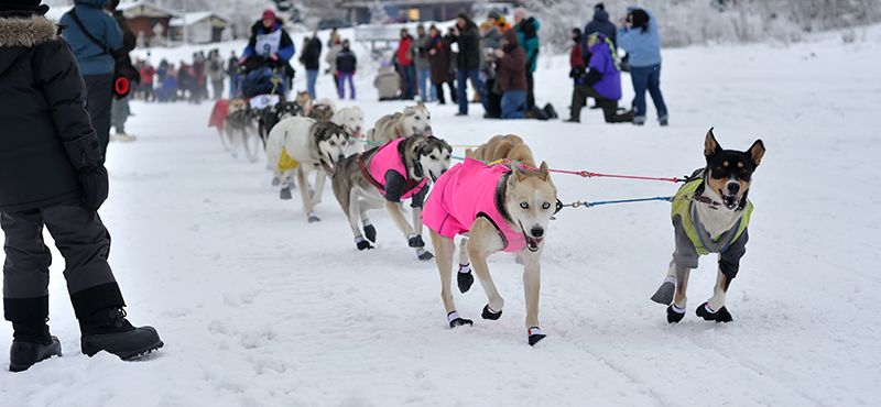 Выбираем обувь и носочки для собаки