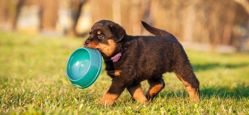 Почему щенку нужен специальный корм
