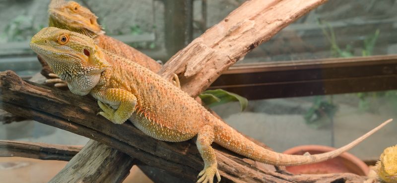 Особенности обустройства террариумов для ящериц