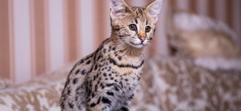 Саванна: описание породы, характер, как ухаживать