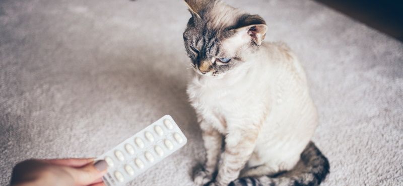 Как выбрать препараты от глистов для кошек?