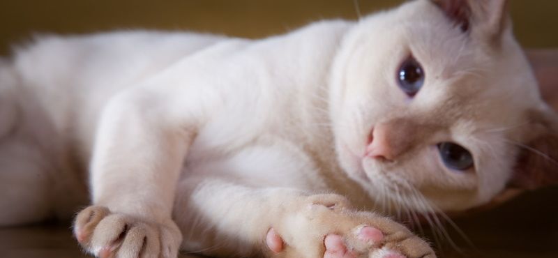 Тонкинская кошка: описание породы, характер, уход