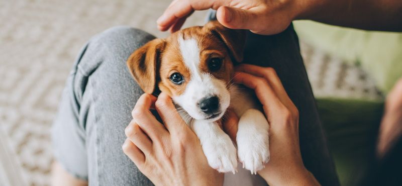 Как правильно воспитывать щенка? Как правильно воспитывать щенка?