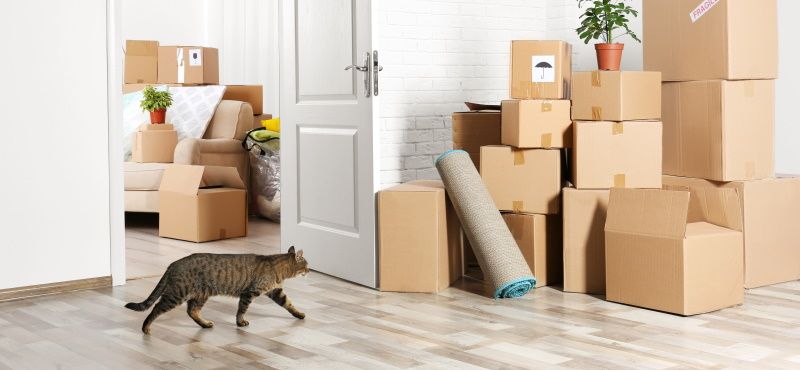 Как переехать с питомцем в новую квартиру