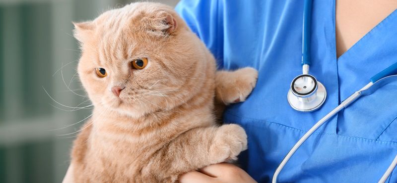 Как выбрать препараты от глистов для кошек?