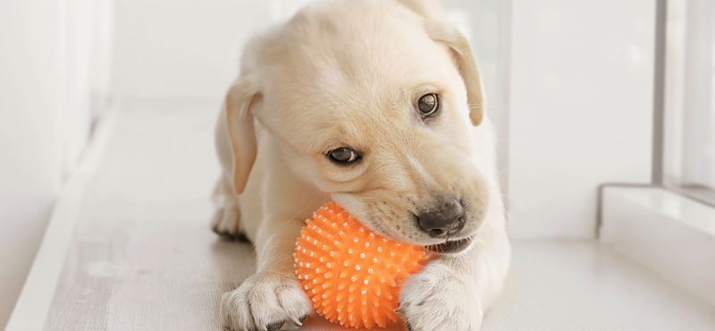 Идеи совместных игр с питомцем Идеи совместных игр с питомцем