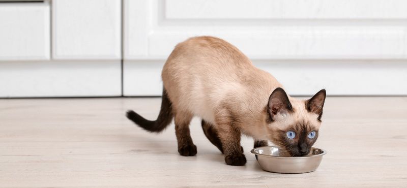 Классификация кормов для кошек