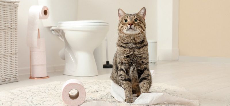 Как устранить запах кошачьей мочи? Как устранить запах кошачьей мочи?