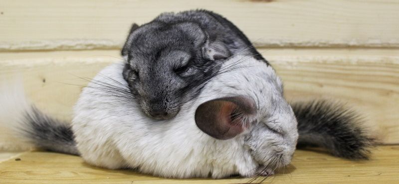 Какого грызуна завести дома