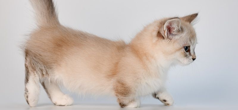 Манчкин: особенности породы, уход, содержание