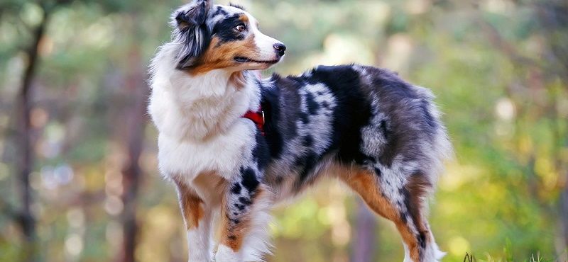 Аусси - австралийская овчарка