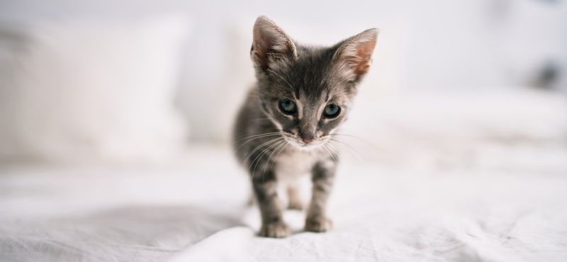 Новорожденный котёнок: чем кормить и как ухаживать