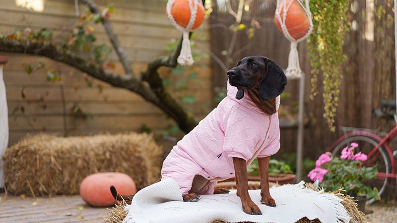 Одежда для собак: подбираем осенний гардероб