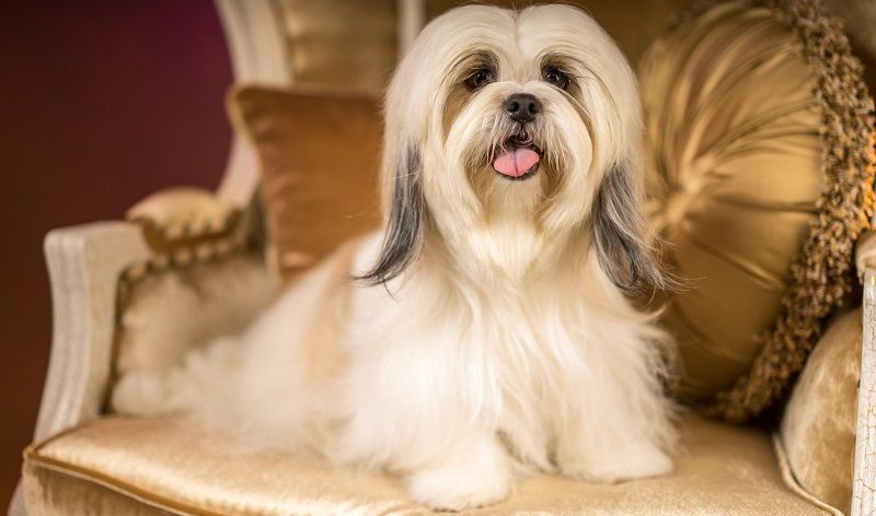 Тибетская порода собак ши-тцу Тибетская порода собак ши-тцу