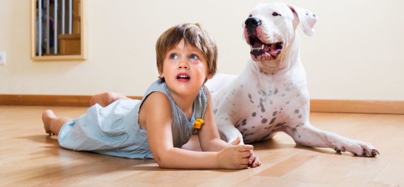 Большая собака в квартире