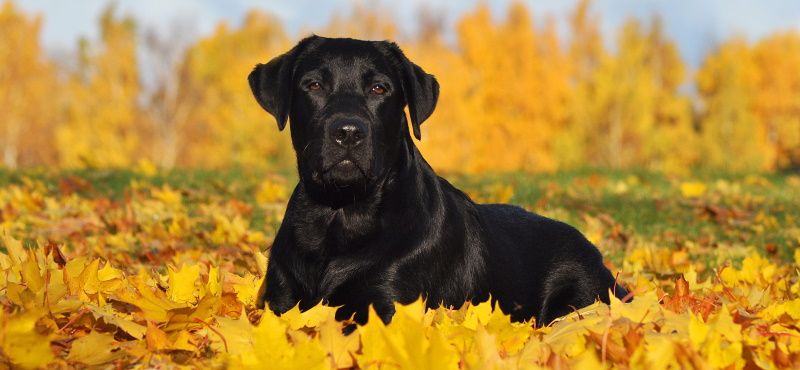 Топ пород собак для квартиры