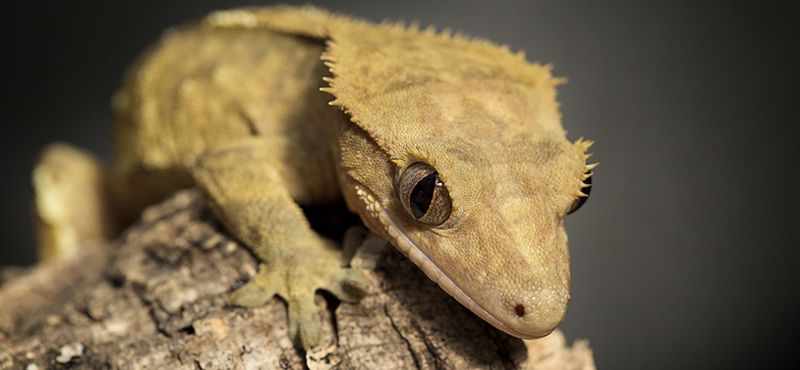 Содержание бананоеда в домашних условиях