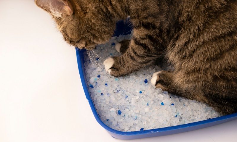 Как устранить запах кошачьей мочи? Как устранить запах кошачьей мочи?