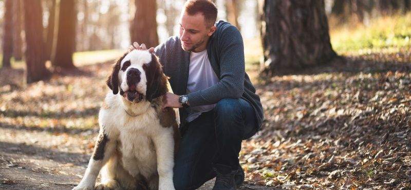 Сенбернар: особенности ухода, характер, содержание
