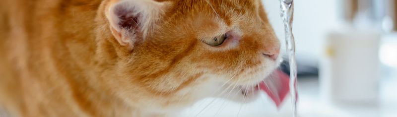 Как спасти питомца от жары?