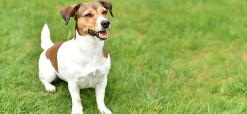 Хвостатые звезды Голливуда: самые знаменитые собаки