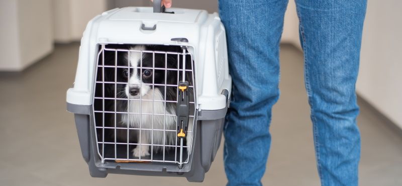Как правильно перевозить питомцев в общественном транспорте