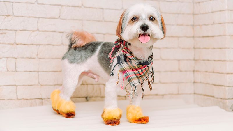 Подготовьте питомца к празднику