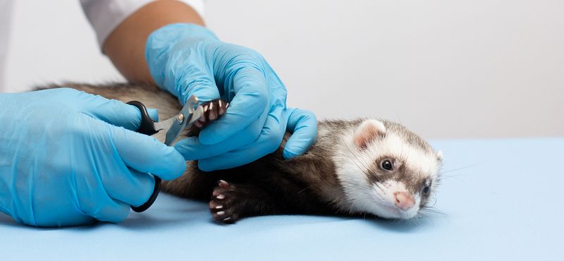 Хорьки: особенности содержания и уход