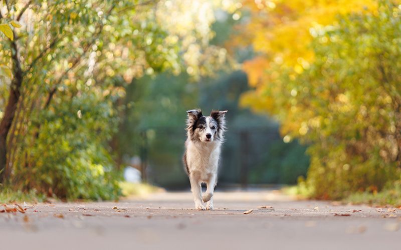 Как сфотографировать питомца