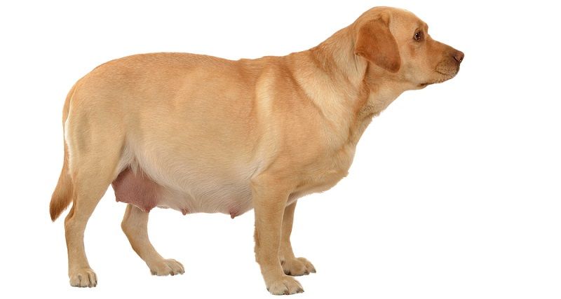 Как ухаживать за беременной собакой?