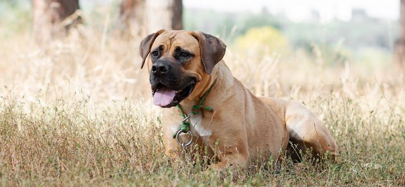 Собаки для детей: обзор пород, которые подойдут ребенку