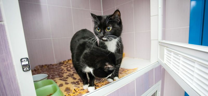 Как взять кошку из приюта: что нужно знать