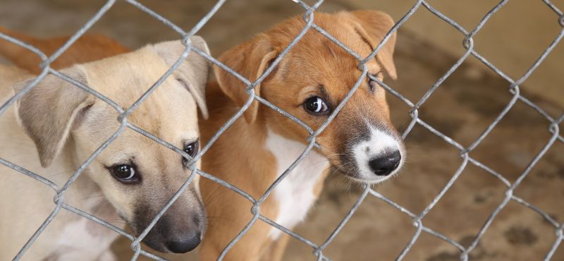 Как взять собаку из приюта: что нужно знать