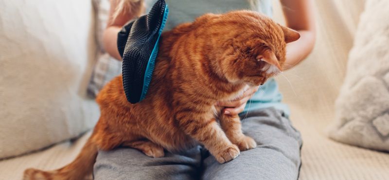Зимняя линька кошек и собак