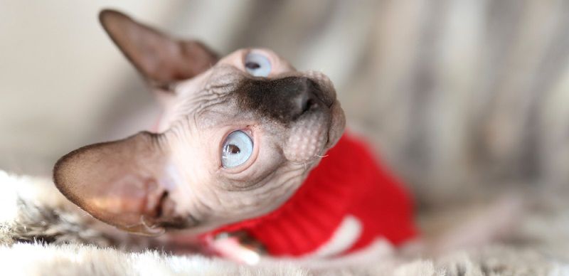 Бамбино – порода кошек