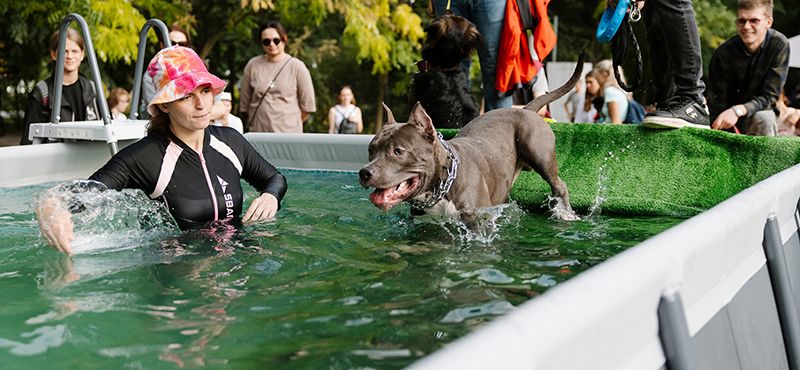 Итоги Четыре Лапы Феста – главного события года