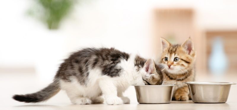 Корма для кошек Royal Canin: обзор