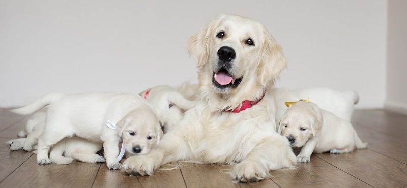 Почему щенку нужен специальный корм