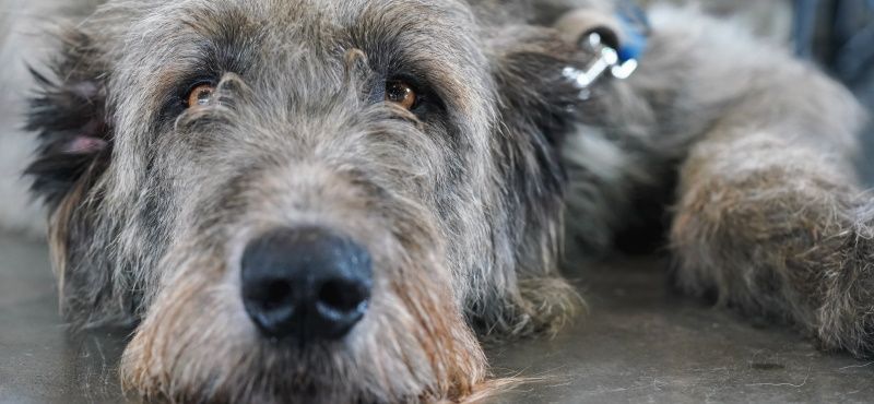 Дирхаунд – порода собак Дирхаунд – порода собак